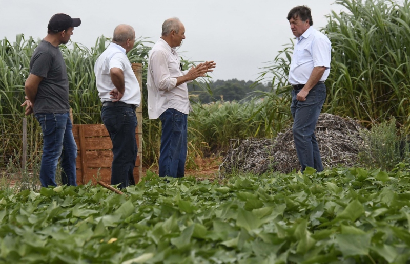 Foto da matéria Produtor de tomate obtém alta produtividade  plantando em estufa, com apoio da Prefeitura
