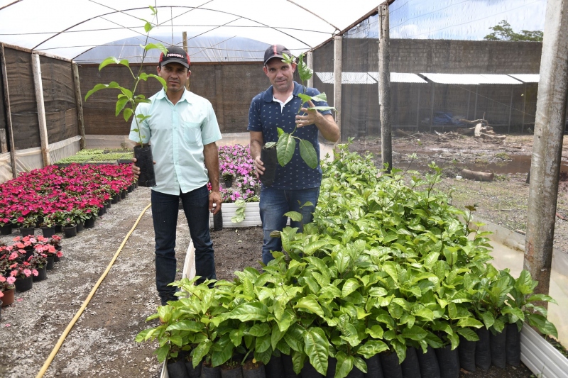 Foto da matéria Prefeitura distribui mudas de maracujá estimulando a diversificação da produção