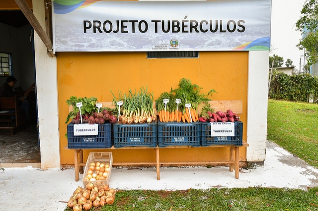 Foto da matéria Cultivo mecanizado de tubérculos já mostra resultados