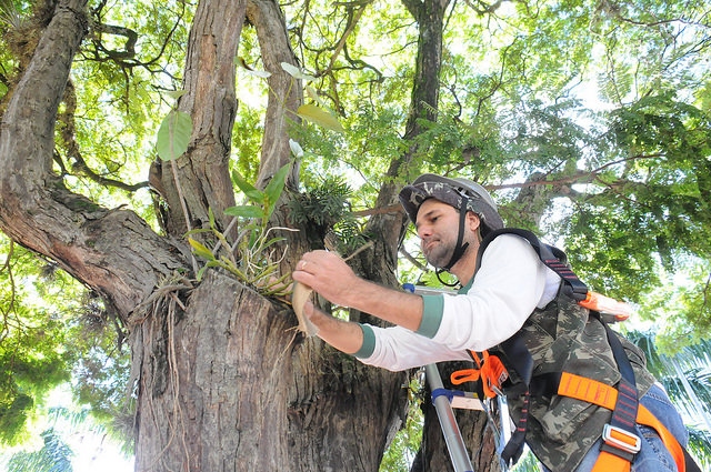 Foto da matéria Projeto que combate mosquito da dengue com plantio de orquídeas será ampliado