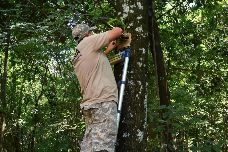 Foto da matéria Pista de caminhada do Bosque Uirapuru é ornamentada com orquídeas