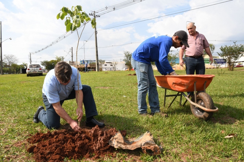 Foto da matéria Praça na saída para Xambrê recebe 50 mudas de ipês