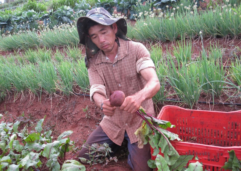 Foto da matéria Beterraba é alternativa rentável para produtores de Umuarama