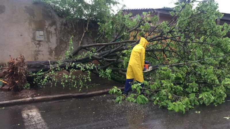 Foto da matéria Chuvas derrubam árvores, postes e causam transtornos em Umuarama