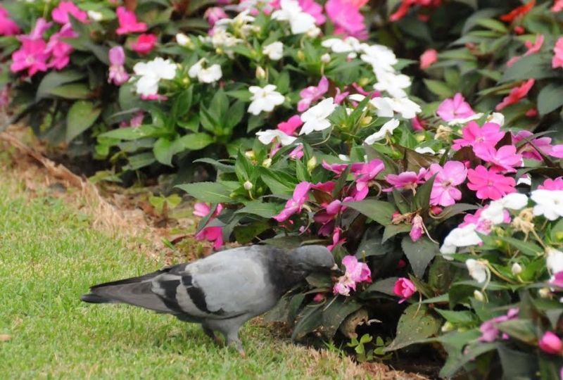Foto da matéria População não deve dar alimentos aos pombos; eles representam riscos à saúde