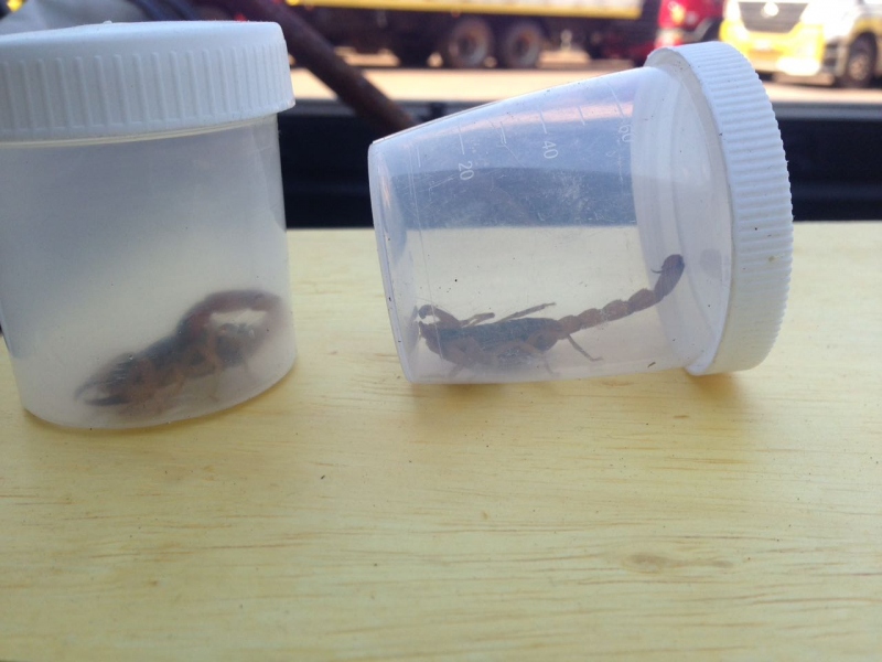 Foto da matéria Vigilância em Saúde já capturou 85 escorpiões