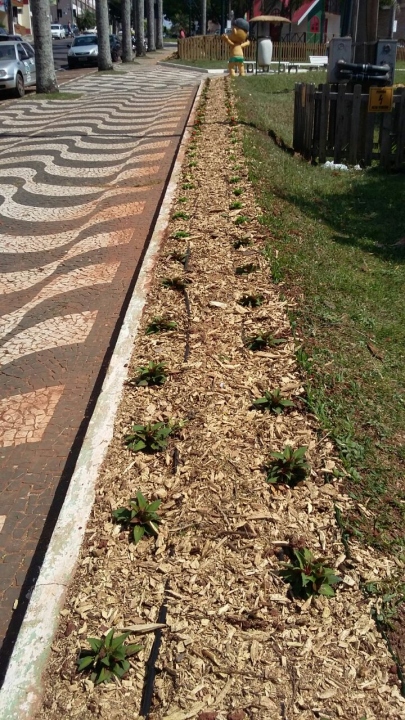 Foto da matéria Cerca de 40 mudas de flores são  furtadas da praça Hênio Romagnolli