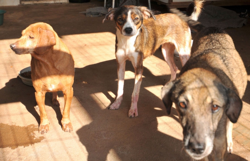 Foto da matéria Casos de maus-tratos a animais pedem um olhar mais atendo da sociedade