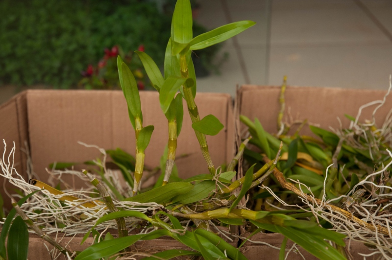 Foto da matéria Orquestra Experimental de Umuarama abre inscrições para novos músicos