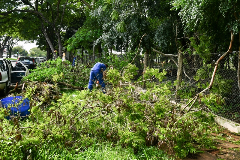 Foto da matéria Queda de árvore causa bloqueio na Avenida Castelo Branco