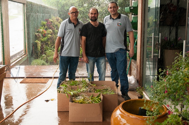 Foto da matéria Covisa recebe mais mudas de orquídeas para combate à dengue