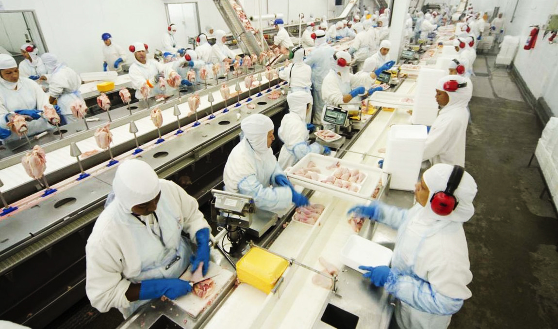 Linha de produção de um abatedouro de frangos, com longas esteiras, pessoas vestidas de branco e carne de aves sendo trabalhada