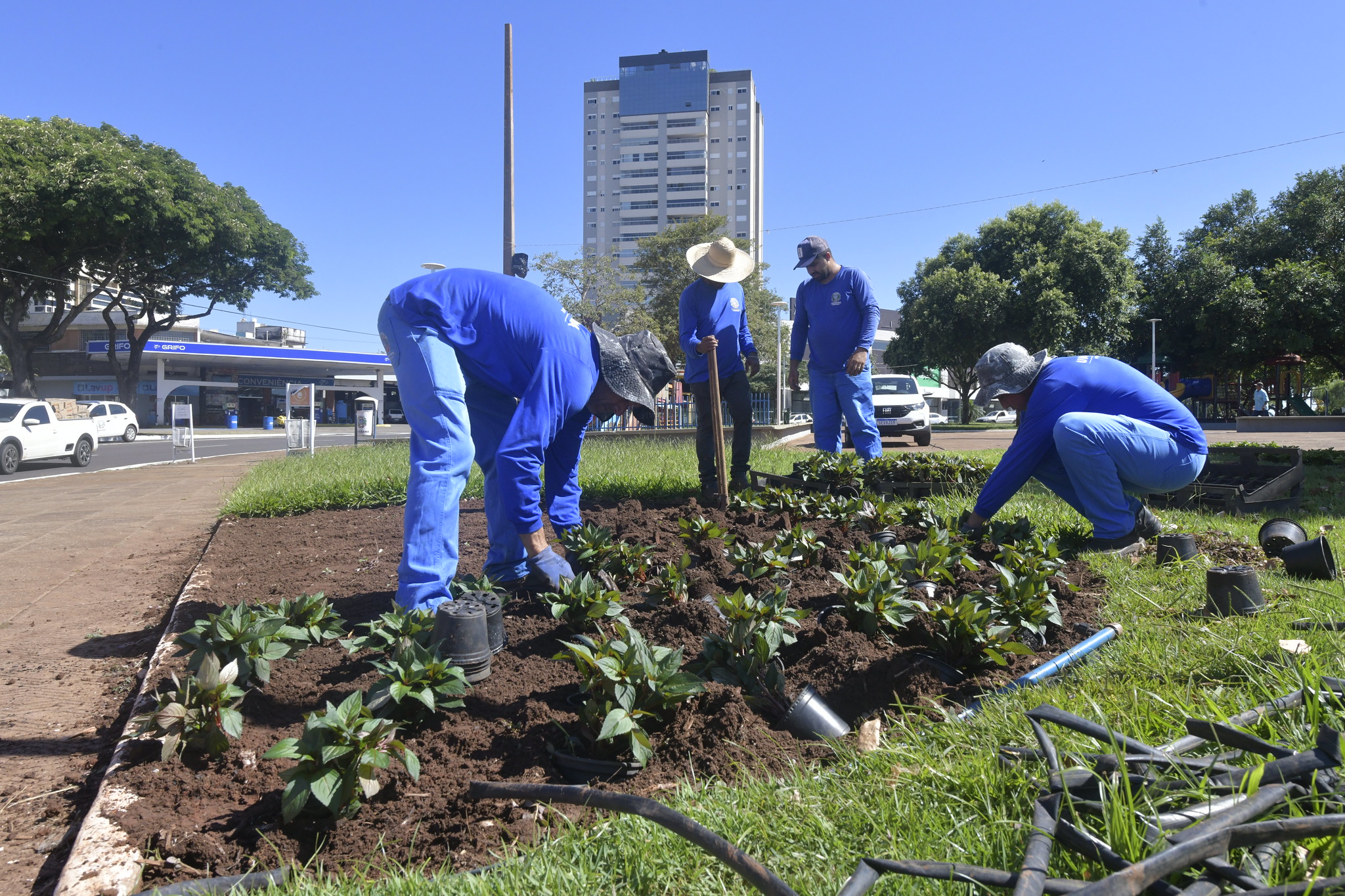 servidores municipais plantam mudas de flores no gramado da praça