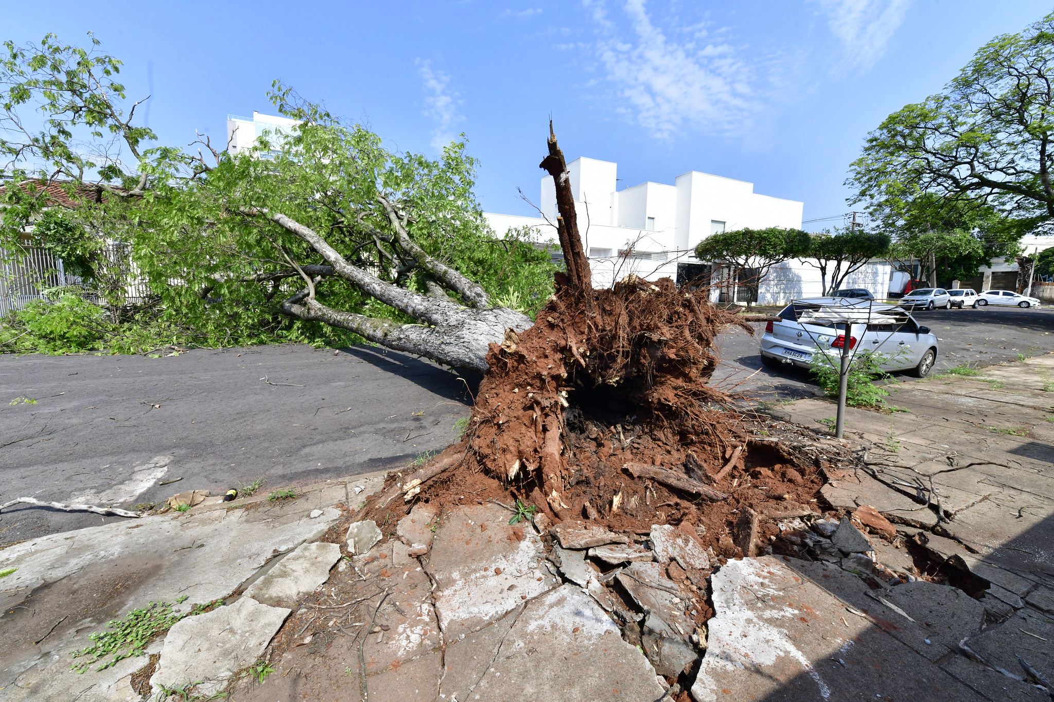 foto de grande árvore caída sobre a rua malu na região central de umuarama