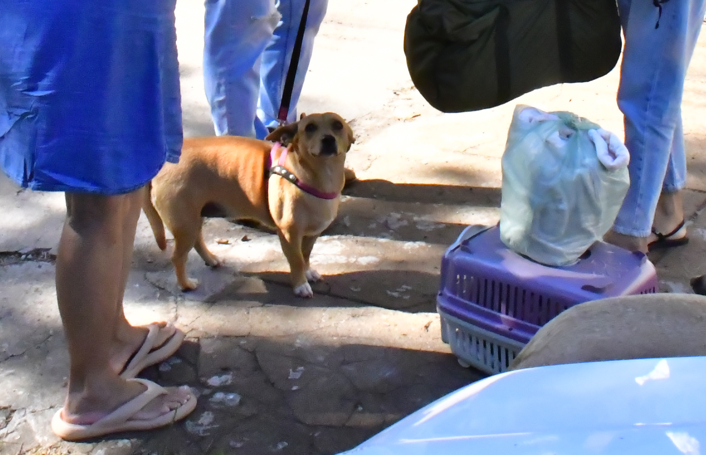 imagem de cachorro caramelo preso em guia aguardando castração