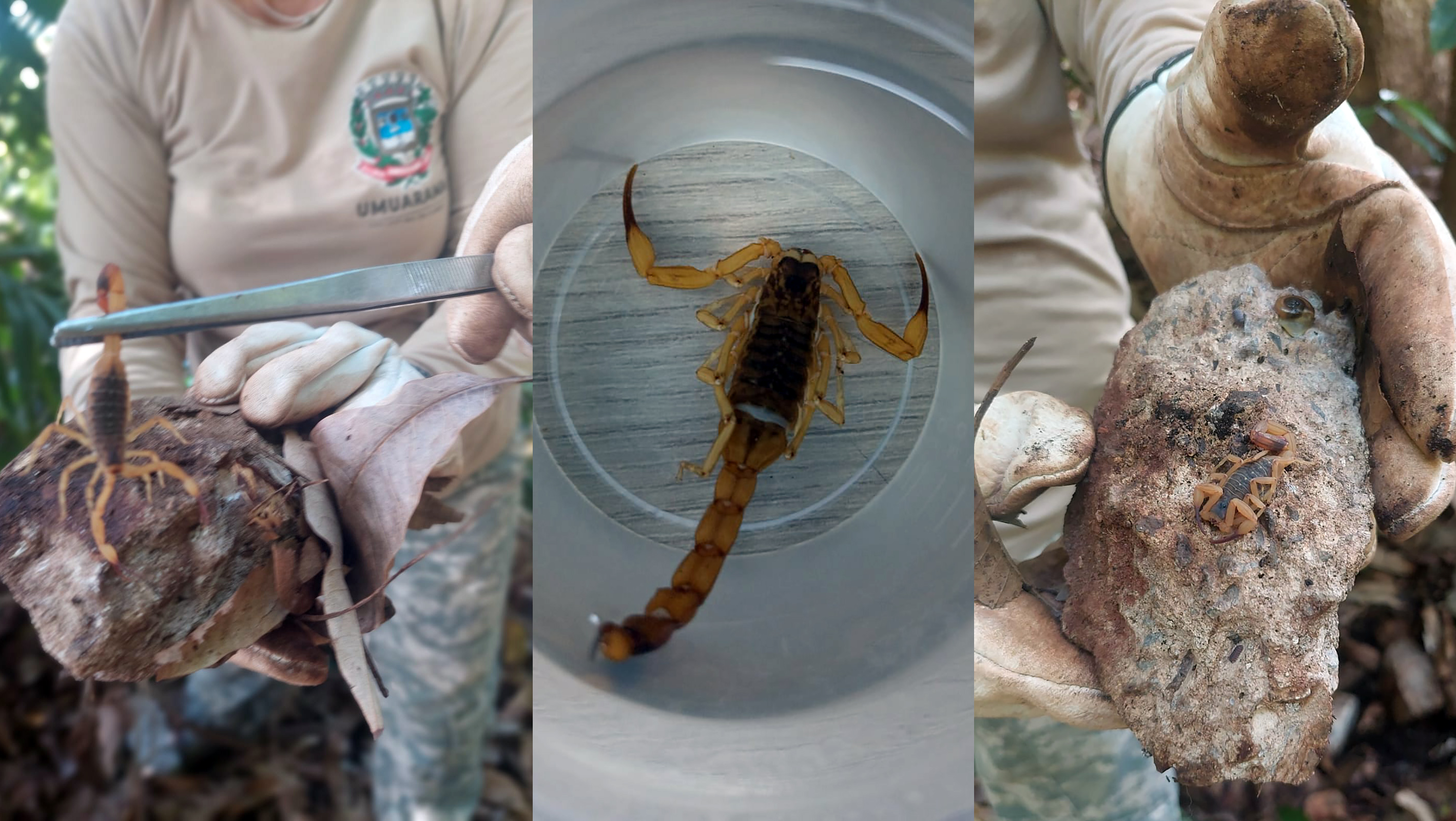 close em escorpiões capturados pelos agentes de endemias