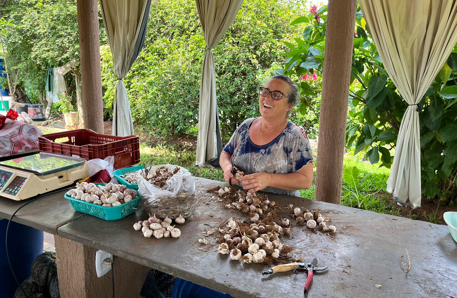 produtora separa cabeças de alho em uma mesa
