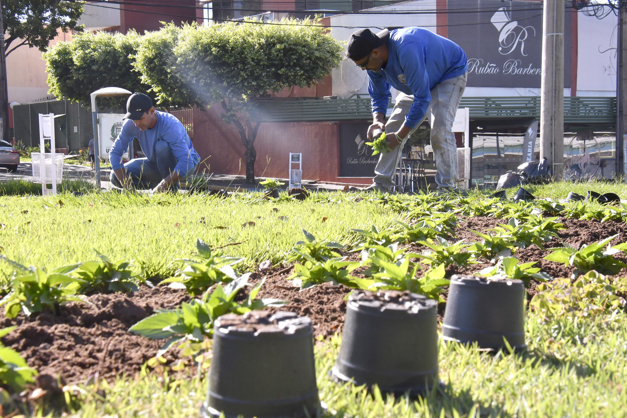 SERVIDORES PLANTANDO MUDAS DE FLORES NUM GRAMADO NA PRAÇA MIGUEL ROSSAFA