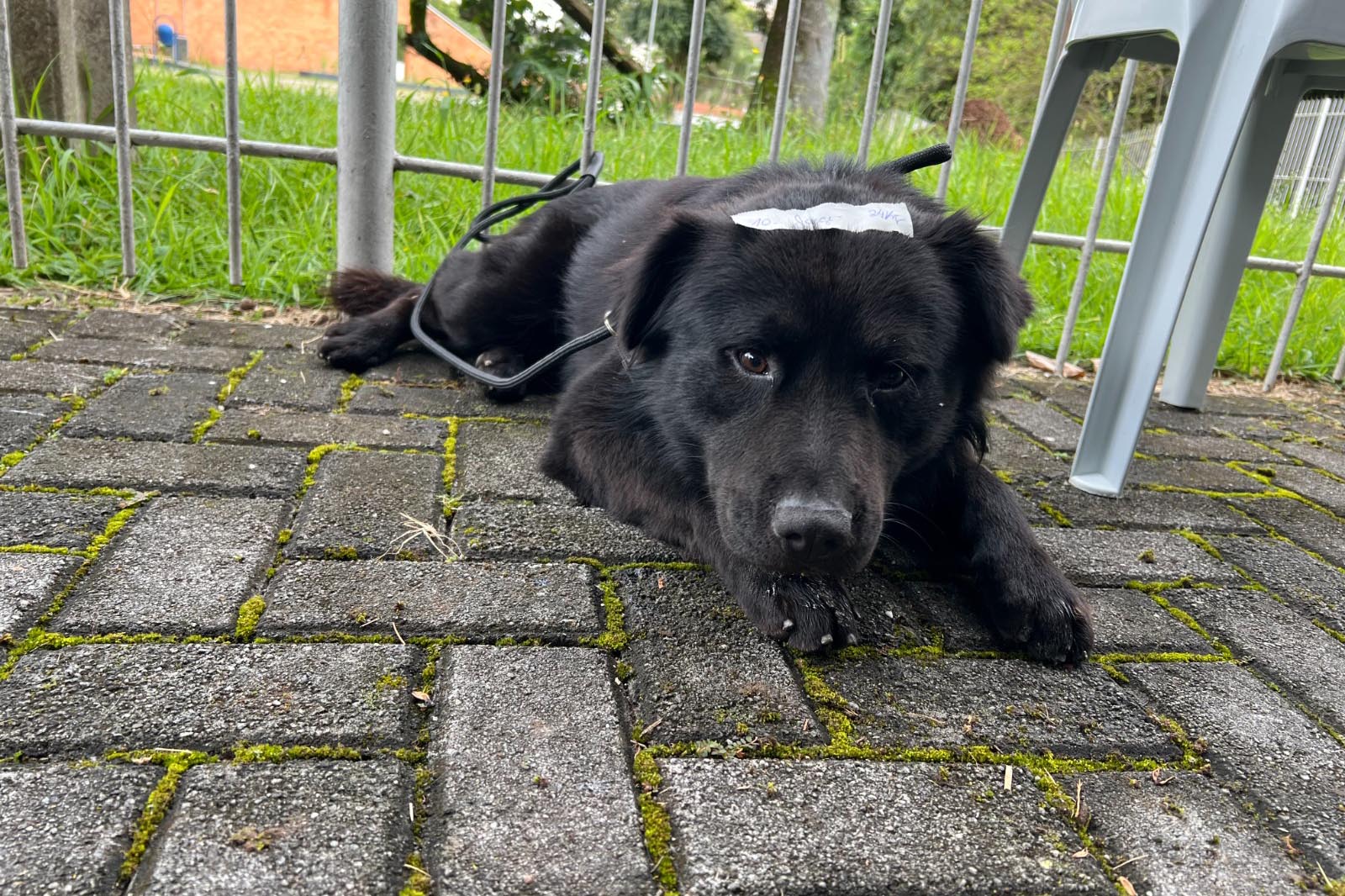 cachorro preto deitado na calçada, amarrado a uma grade