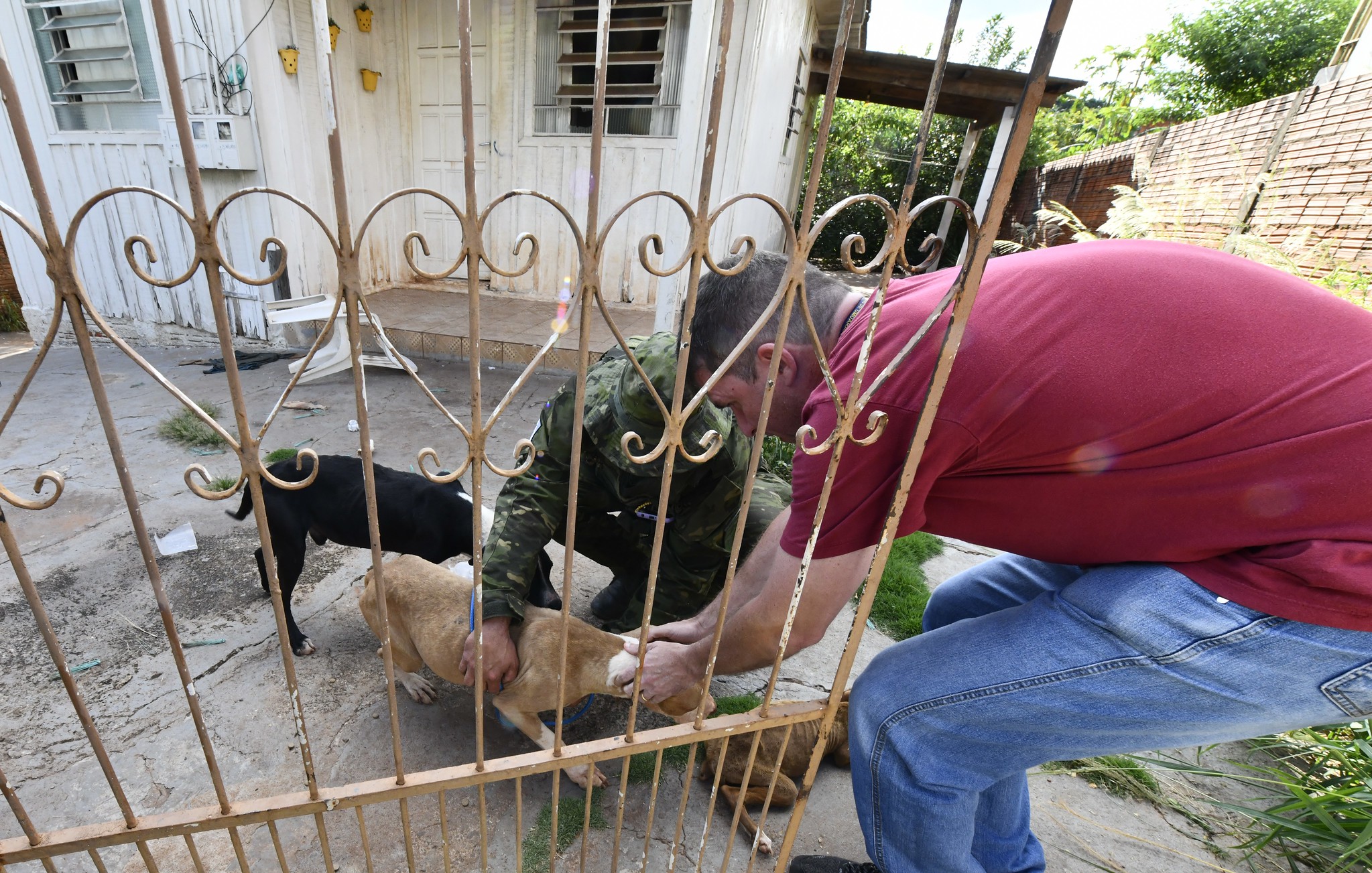 policial e fiscal da prefeitura recolhem cachorros vítimas de maus-tratos