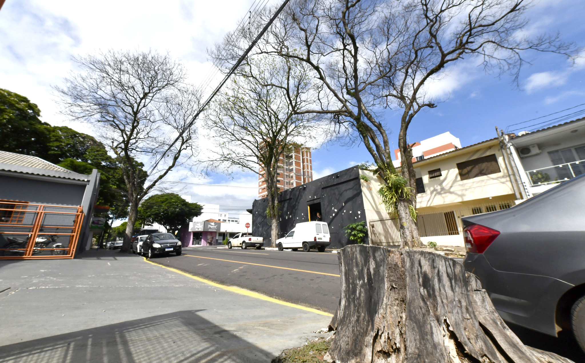 imagem de árvores mortas em uma rua da cidade
