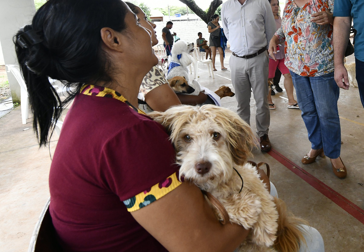 imagem de cachorro aguardando castração