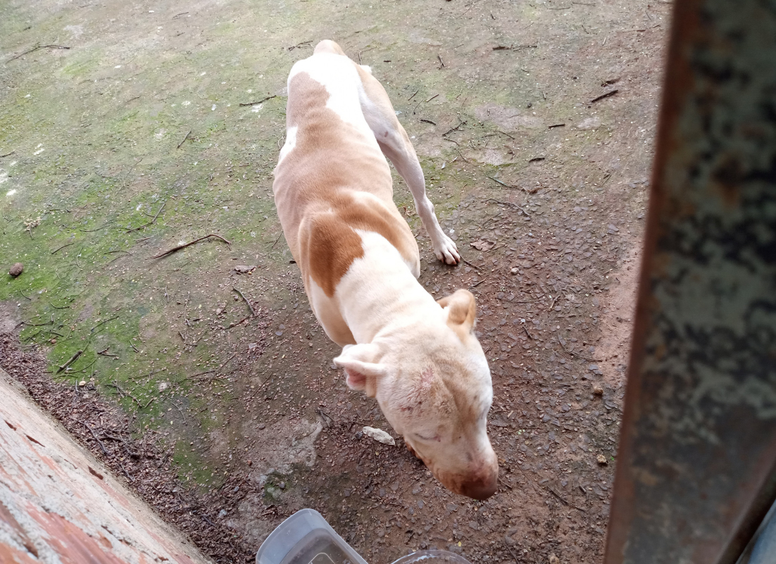 Imagem do cão magro e desnutrido
