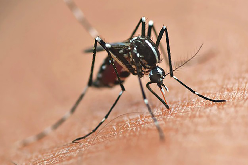 imagem do mosquito da dengue