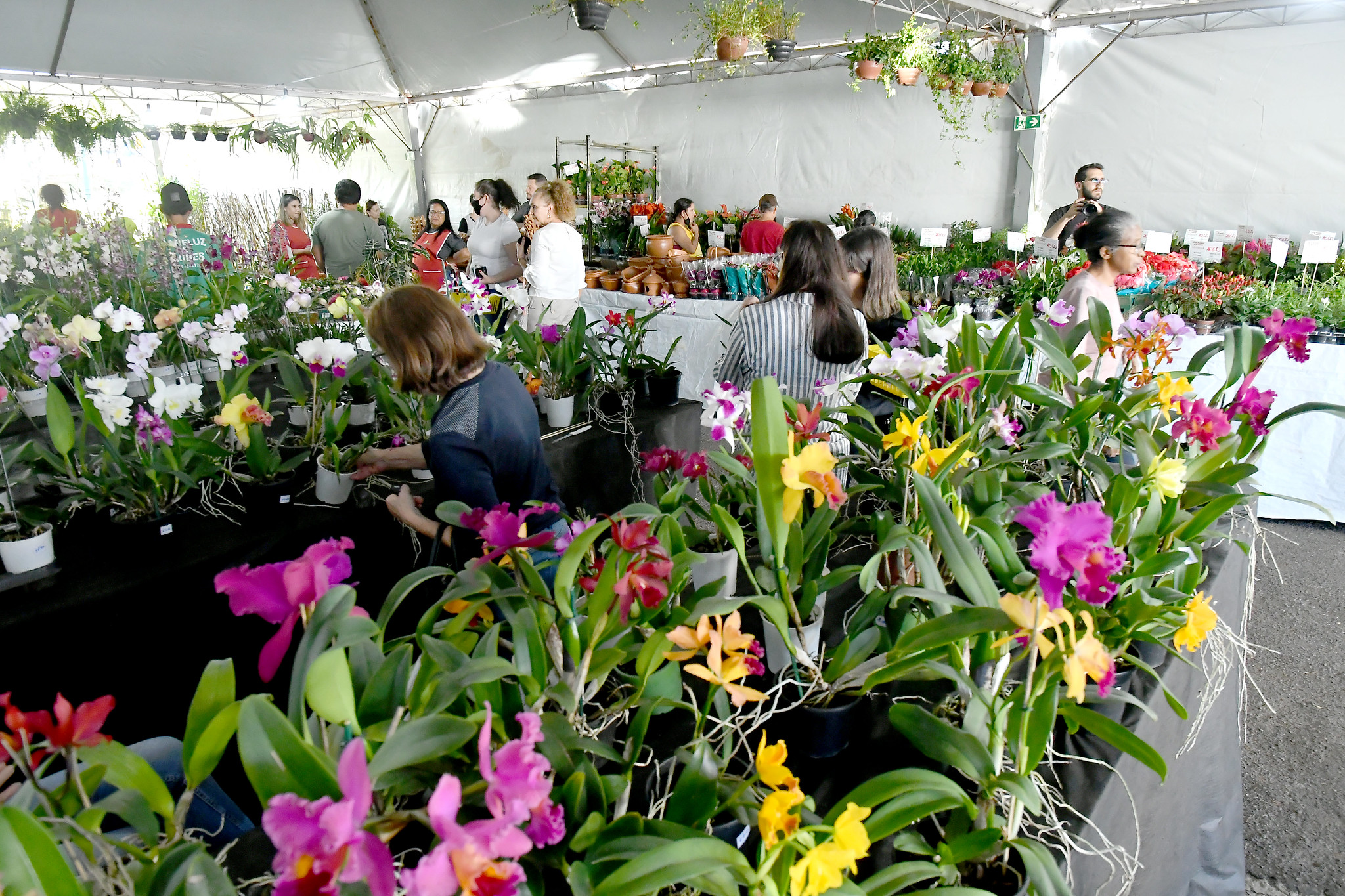 exposição de flores