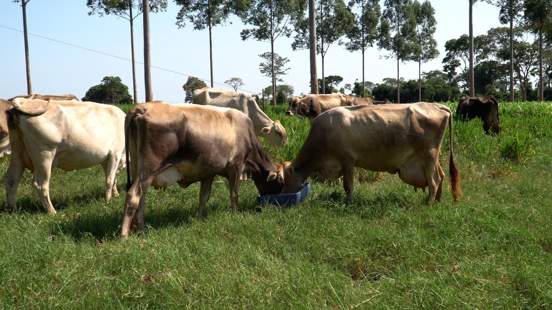 imagem de vacas leiteiras se alimentando em pastagem