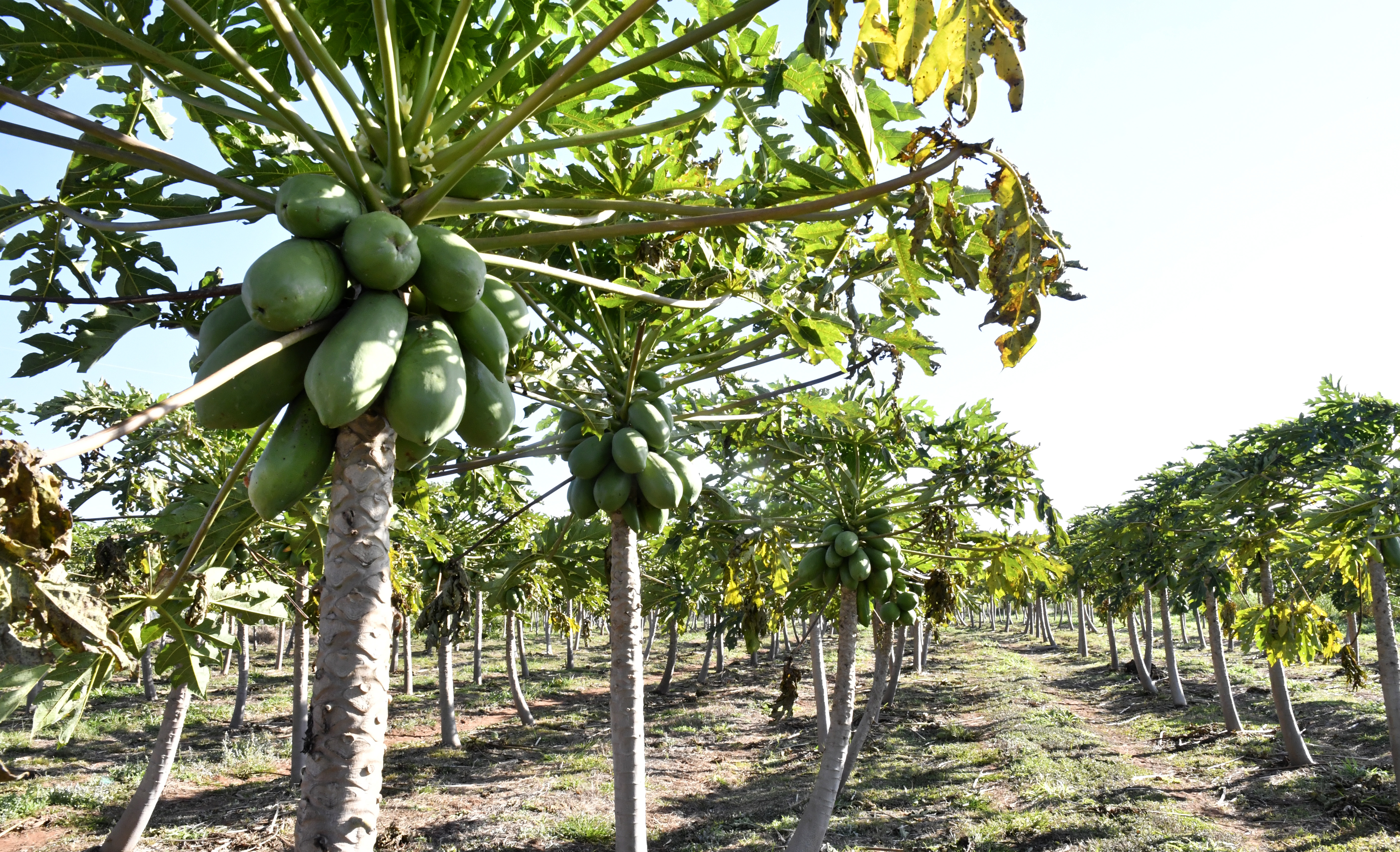 agricultura