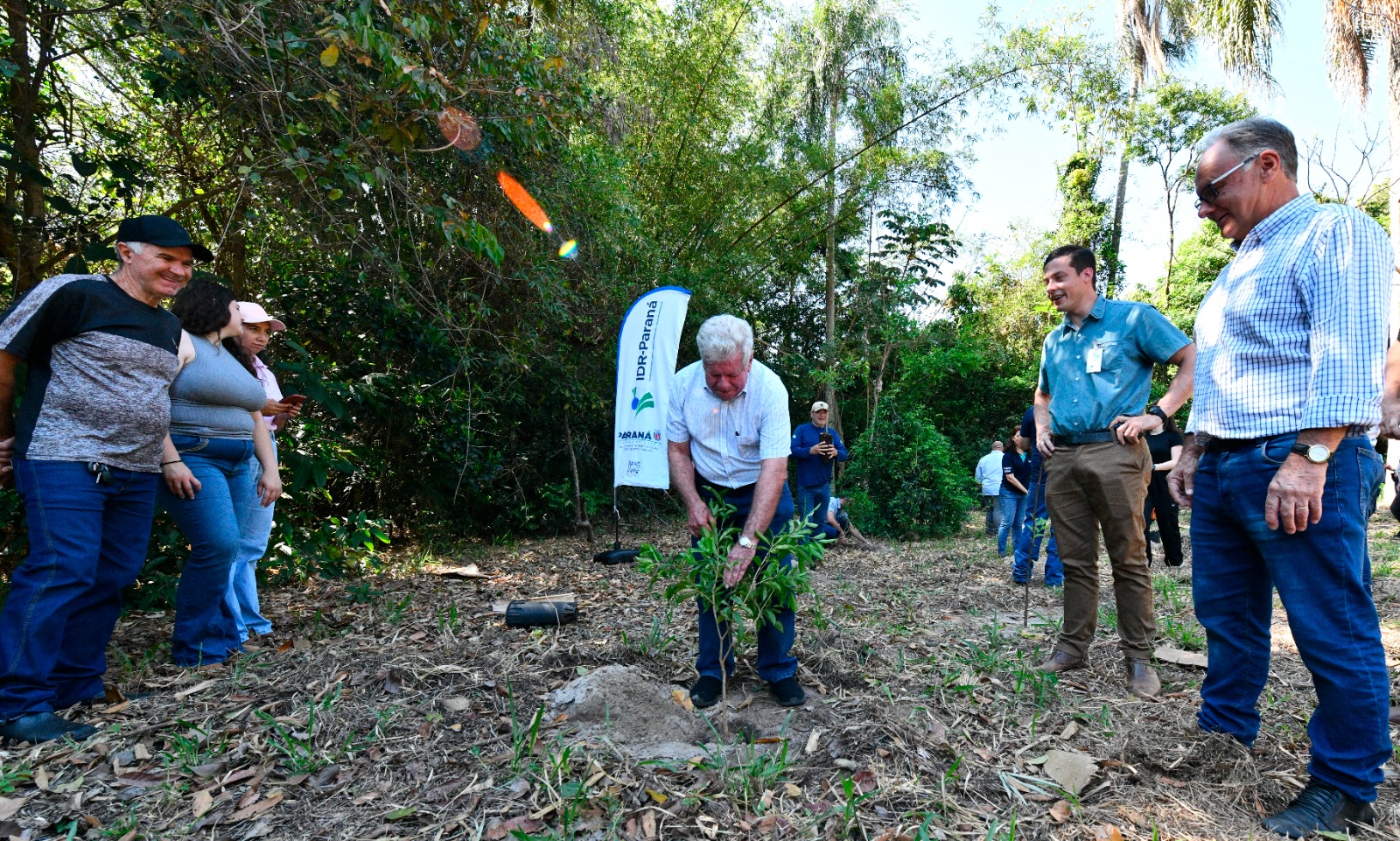 prefeito planta muda de árvore