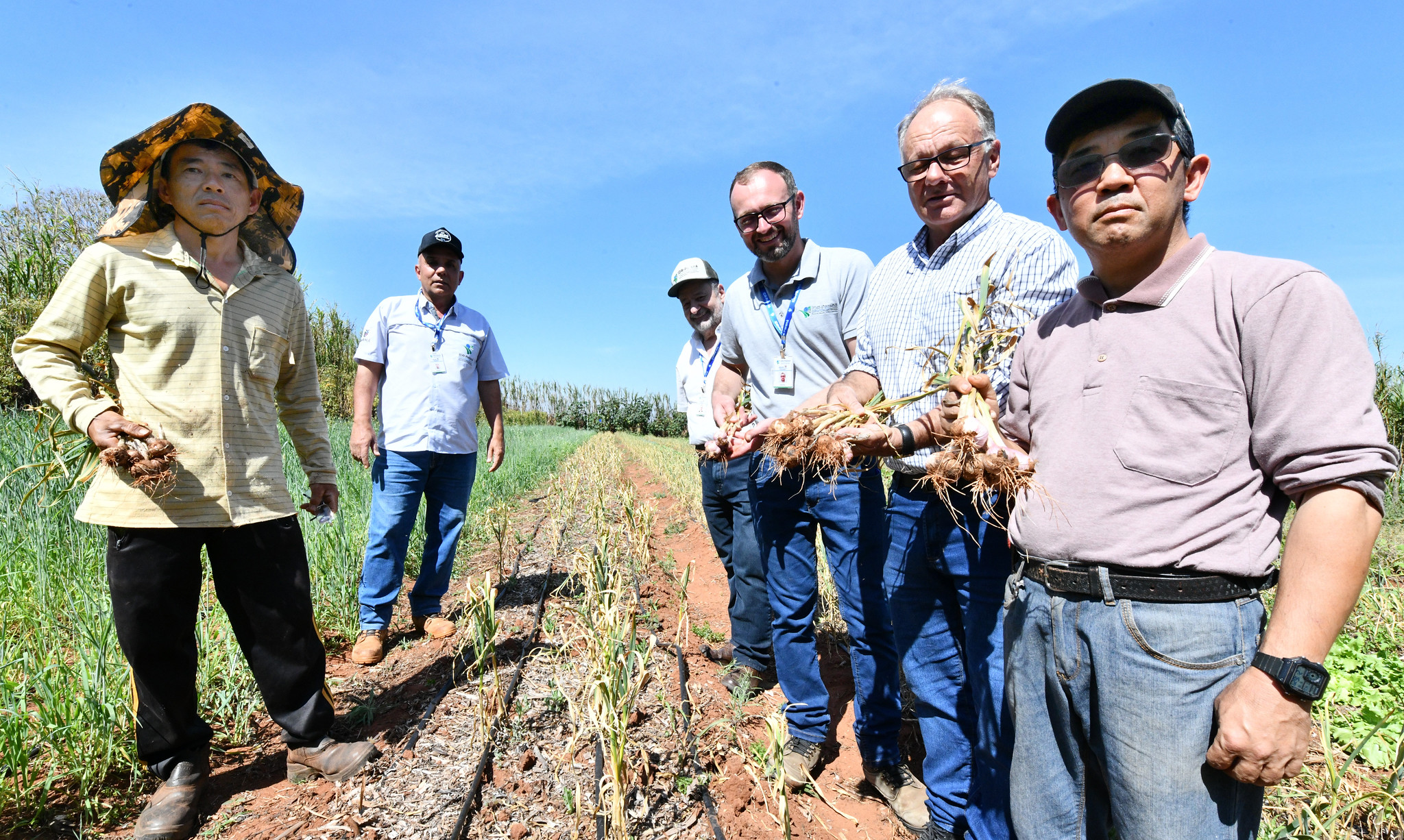 agricultores exibem alho colhido na propriedade, ao lado de técnicos e agrônomos