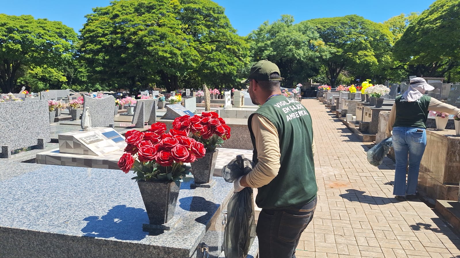 agente de combate à dengue elimina criadouro do mosquito em vaso de flores no cemitério