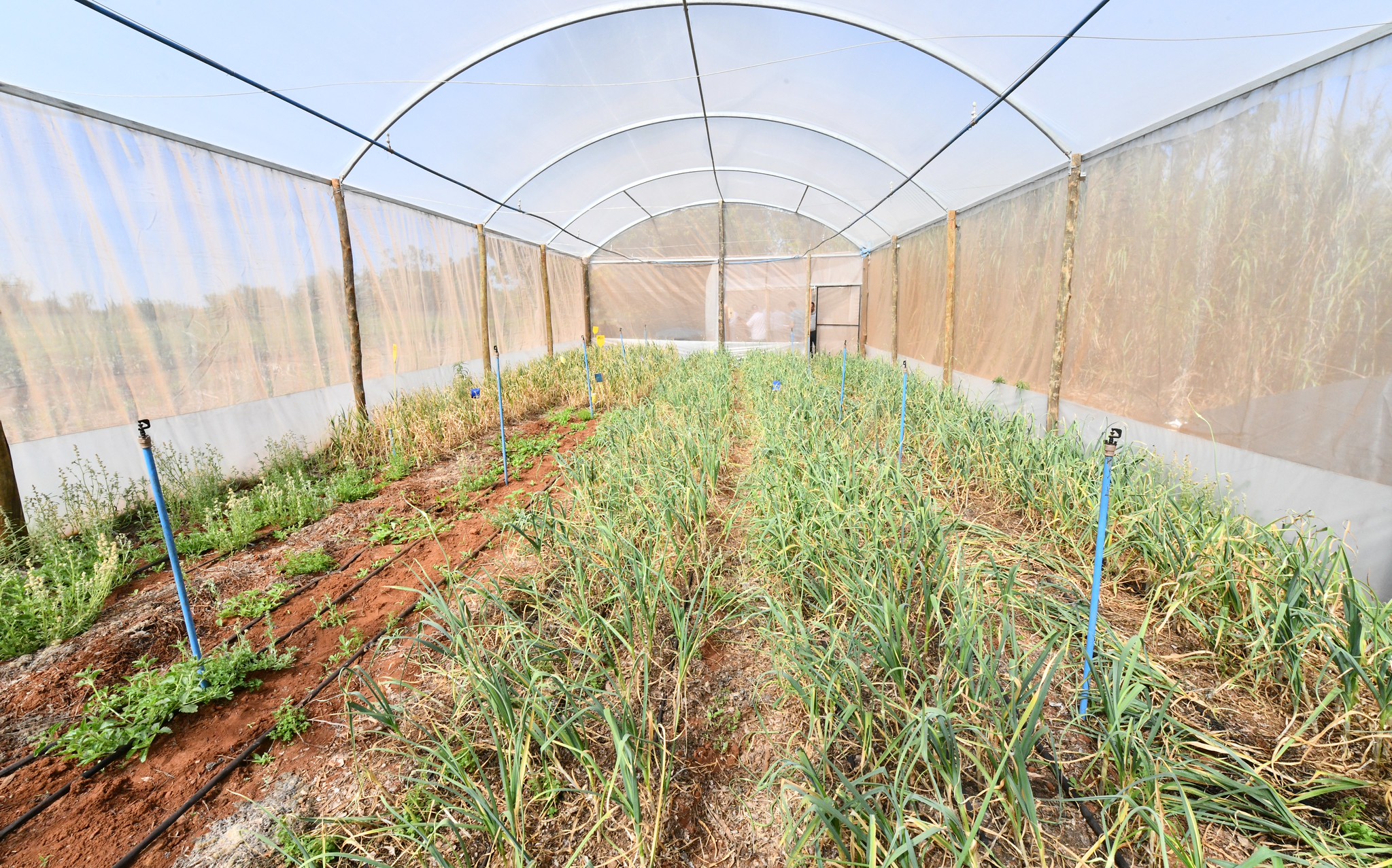 imagem de estufa com canteiros de alho