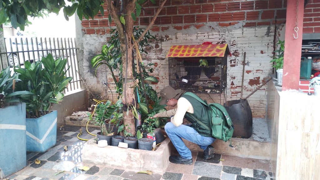 agente de combate a dengue fiscaliza vasos de plantas para eliminar criadouros do mosquito