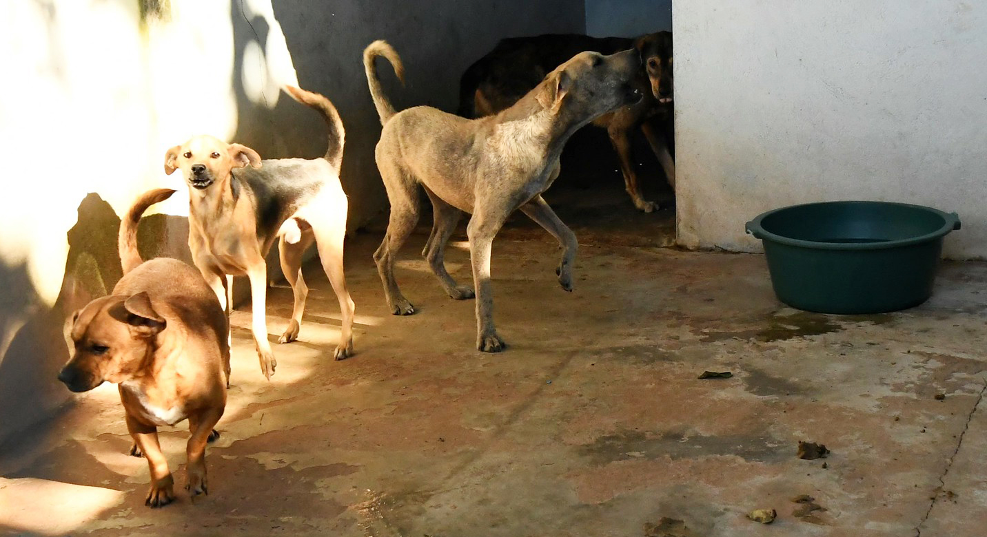 imagem com vários cachorros