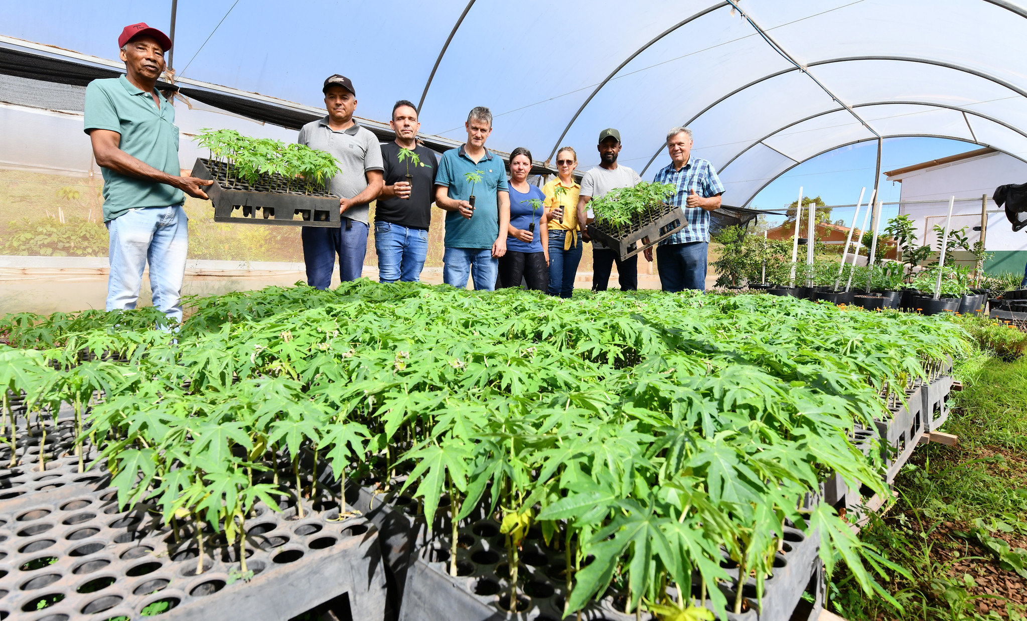 produtores rurais recebem mudas de mamão