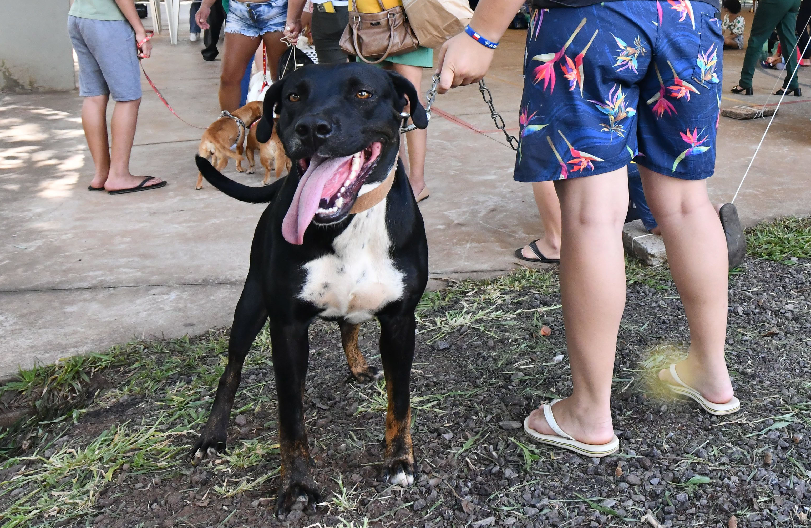 imagem de um cachorro preto preso na coleira
