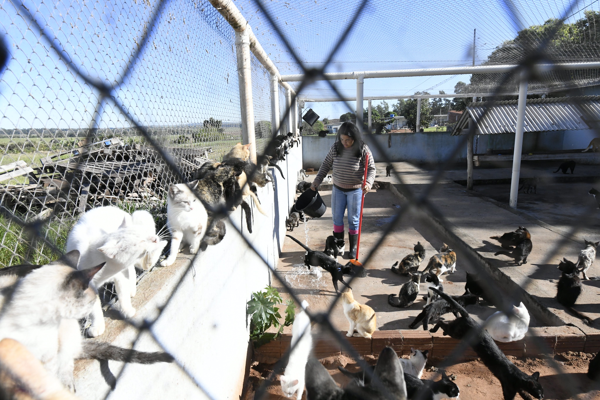 gatos cuidados pela entidade são alimentados