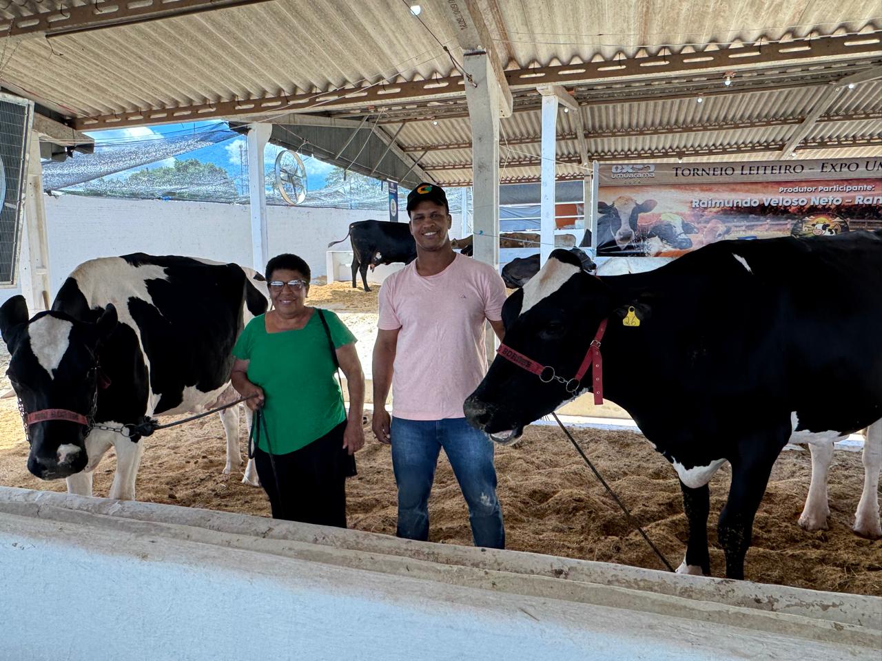 o produtor de leite e sua mãe, entre vacas holandesas no pavilhão do parque de exposição