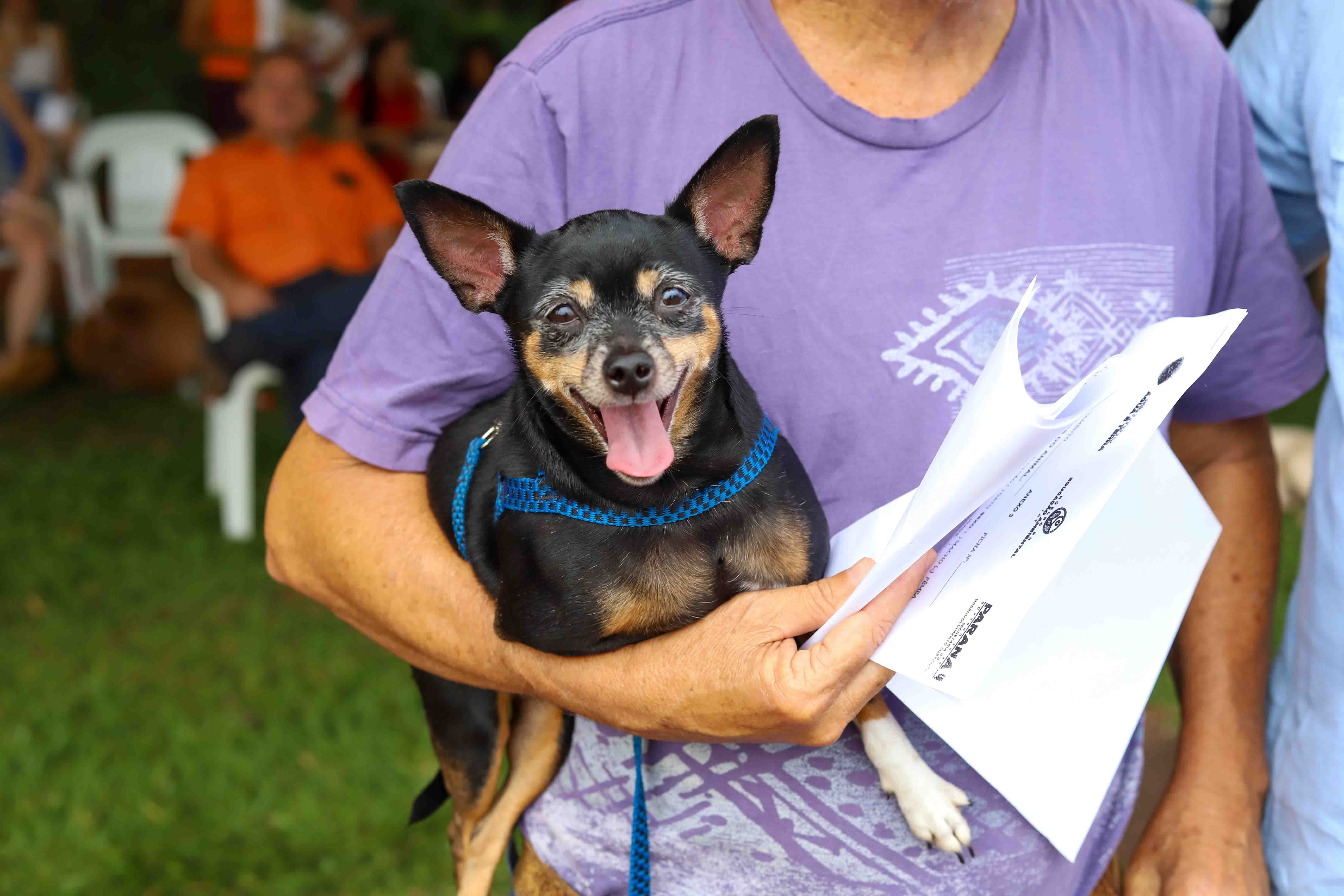 Ver notícia Tutores de cães poderão vacinar seus animais de graça contra a raiva