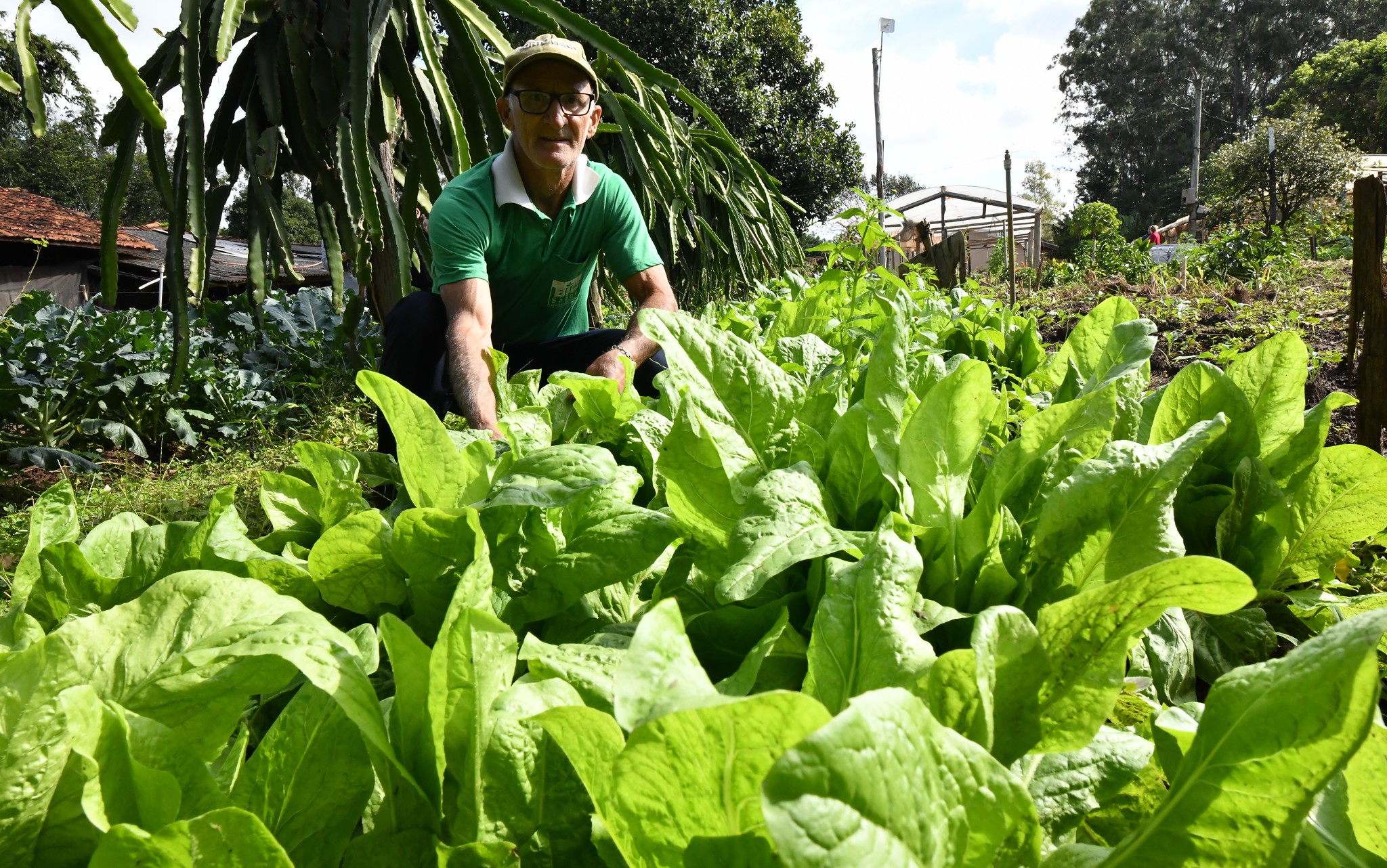 produtor rural em meio a plantação de almeirão