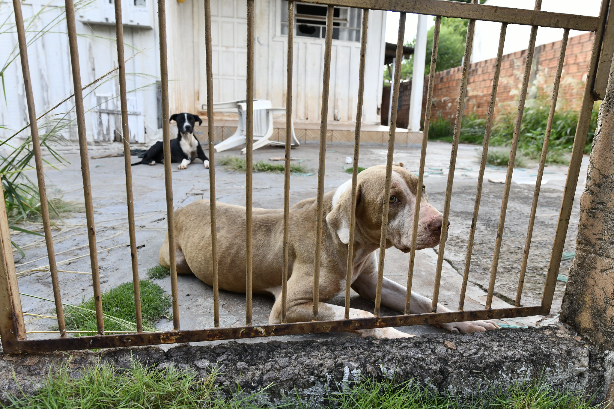 animais presos no quintal de casa abandonada