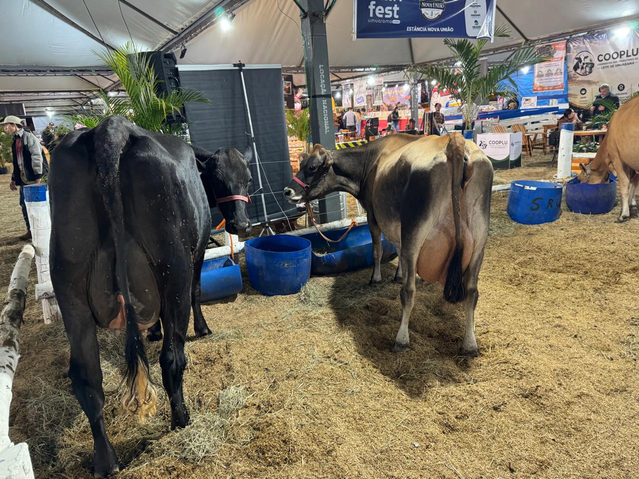 vacas leiteiras em exposição