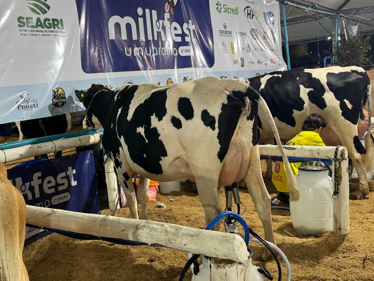 vacas leiteiras sendo ordenhadas