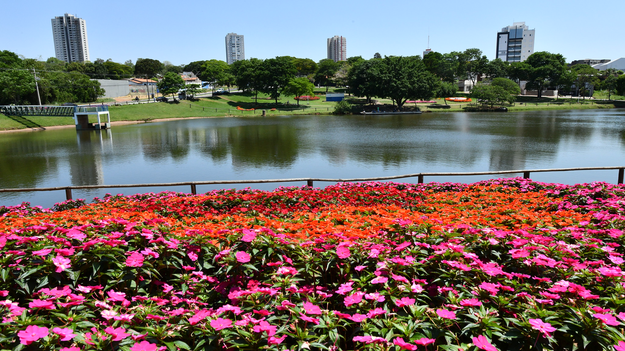 imagem de flores à margem do lago e prédios ao fundo