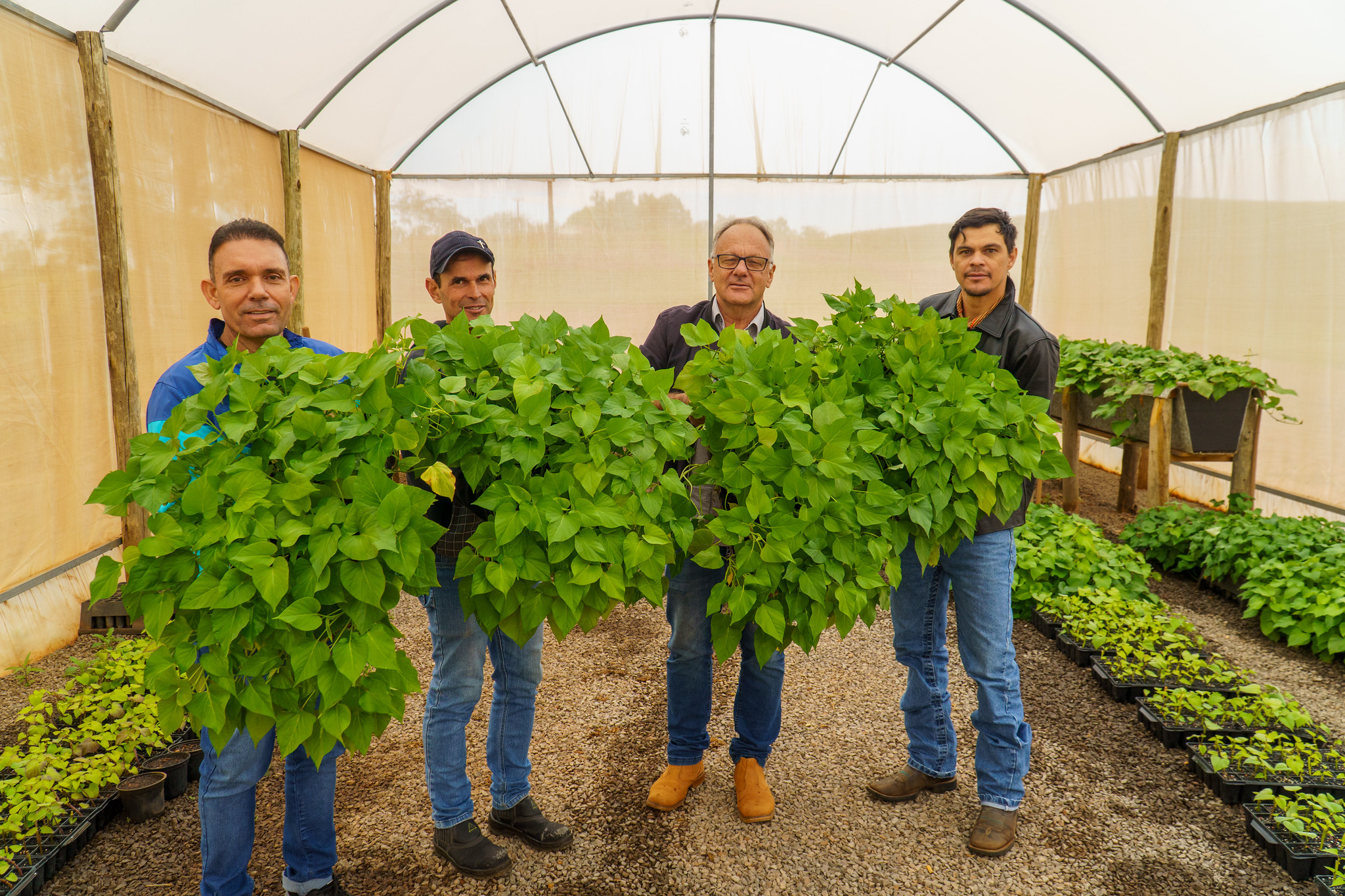 homens seguram grandes folhagens de mudas de batata-doce
