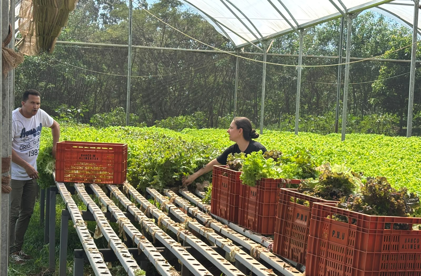 Ver notícia Banco de Alimentos recebe uma tonelada de verduras doadas por agricultor