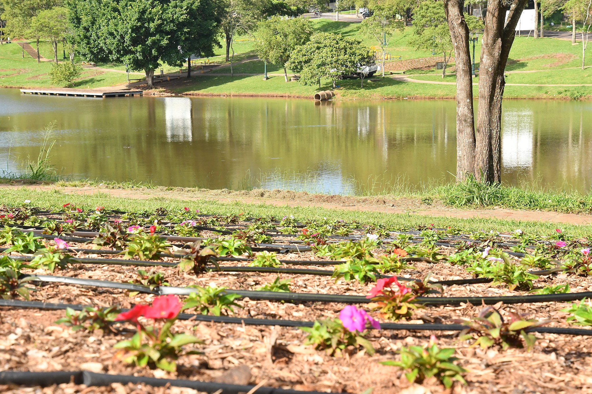 Foto da matéria Lago Aratimbó começa a receber quase 10 mil mudas de flores